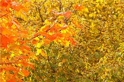 鲜明,秋叶,自然环境
