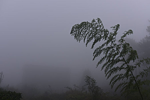 大雾天图片唯美图片