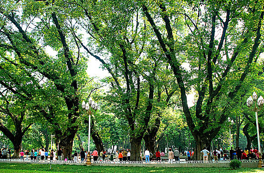 广州人民公园绿荫大树