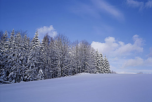 树,雪,遮盖,山坡,捷克共和国