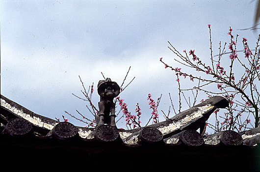 云南省大理州鹤庆县屋脊上的瓦猫