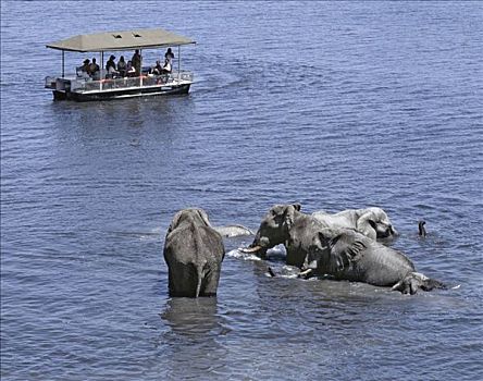 游客,看,大象,浴,乔贝,河,干燥,季节,水潭,野生动物,会聚,分界线,博茨瓦纳,纳米比亚,公园,著名