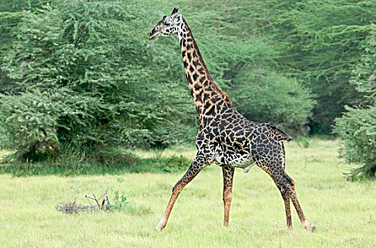 长颈鹿,东非,坦桑尼亚,国家公园