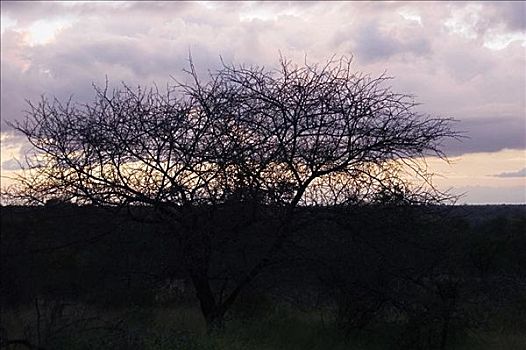 剪影,秃树,黄昏,克鲁格国家公园,南非