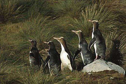 企鹅,通勤,窝,隐藏,密集,植被,沙,岛屿,奥克兰,新西兰