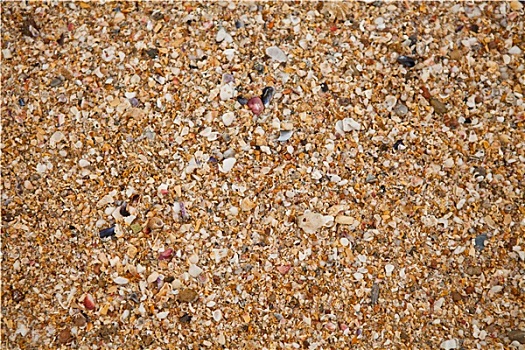 沙子,壳,背景