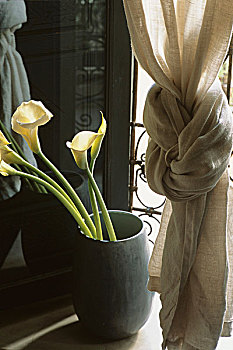 水芋属,百合,地面,花瓶,靠近,帘