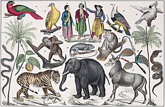 南亚,东印度,岛屿,自然史,手绘,盘子,斯图加特