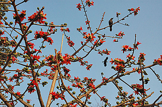 花,春天,孟加拉,达卡,二月,2007年