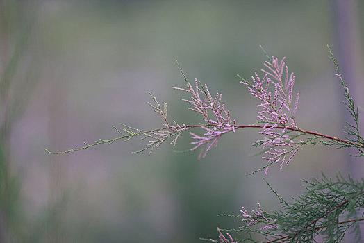 植物