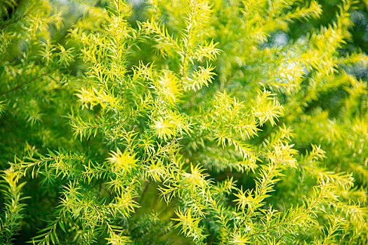 植物,叶子