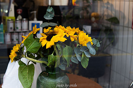 橱窗中的太阳花