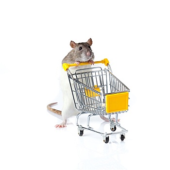 老鼠,购物车,篮子