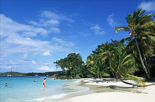 棕榈树,海滩,所罗门,湾,岛屿,美属维京群岛,加勒比海