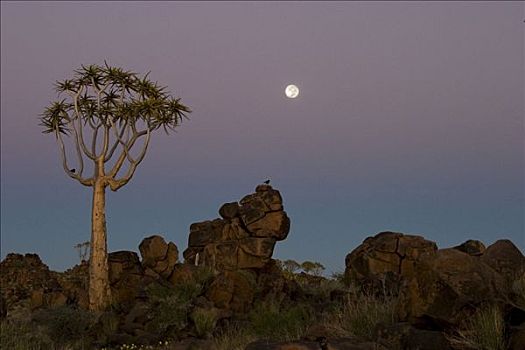 抖树,二歧芦荟,月光,石头,基特曼斯胡普,纳米比亚,非洲