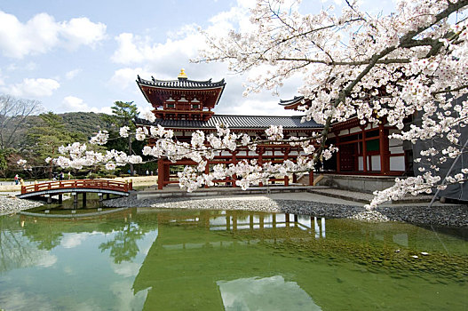 平等院,靠近,京都,日本,庙宇,早晨,阳光,樱花