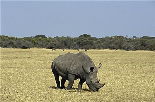 黑犀牛,万基国家公园,津巴布韦