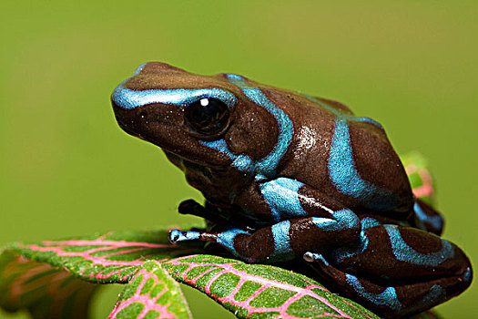 南美,巴拿马,特写,蓝色,黑色,青蛙