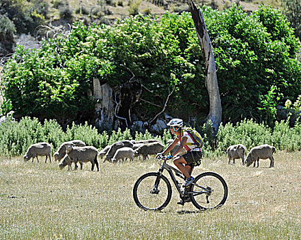 中年,女人,骑自行车,地点,绵羊,新西兰