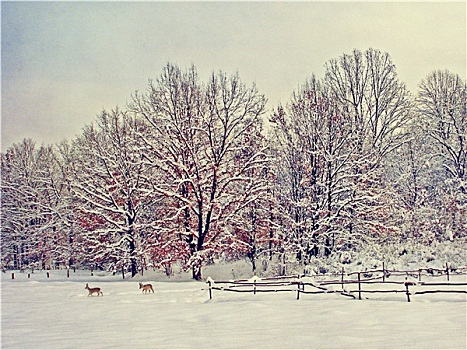 旧式,冬天,照片