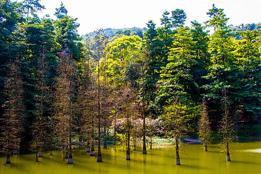 广州三月阳光明媚,春天帽峰山公园,踏青,春游