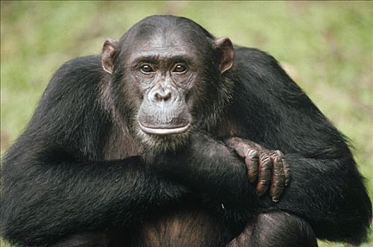 黑猩猩,类人猿,肖像,成年,冈贝河国家公园,坦桑尼亚