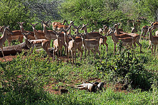 黑斑羚,牧群,看,四个,仪表,长,非洲,杀戮,克鲁格国家公园,南非