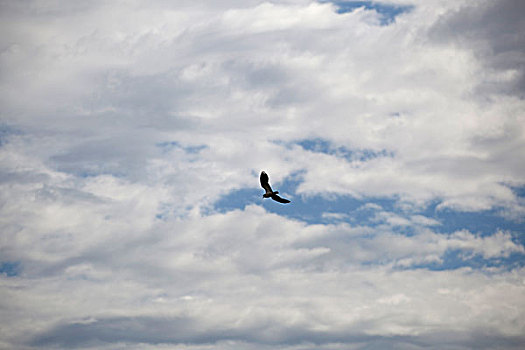 在云层间飞行的一只老鹰