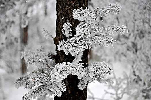 松树林树挂雪景