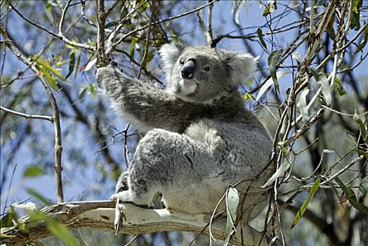树袋熊,成年,澳大利亚