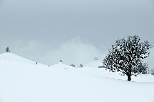 积雪,冰碛,风景,菩提树,树,椴树属,山,苏黎世,瑞士,欧洲