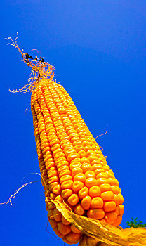 粮食玉米棒玉米