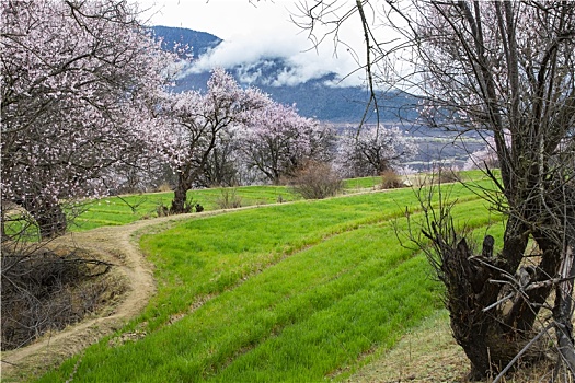 野桃花观赏圣地索松村