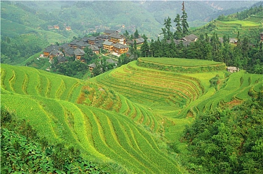 绿色,稻米梯田,中国