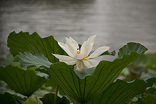 大明湖荷花