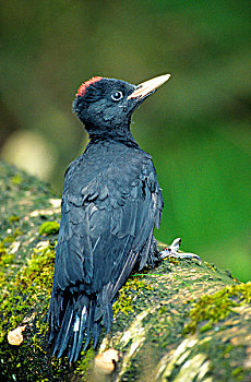 黑啄木鸟,雌性,幼雏,坐,苔藓
