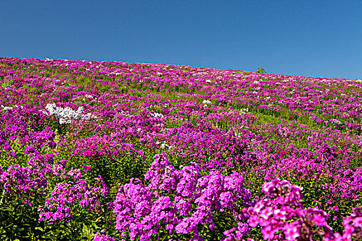 花园,福禄考属植物,公园