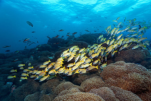 鲷鱼,四带笛鲷,游动,上方,珊瑚礁,花盆,珊瑚,环礁,马尔代夫,亚洲