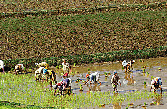 女人,工作,种植,米饭,稻米,马达加斯加
