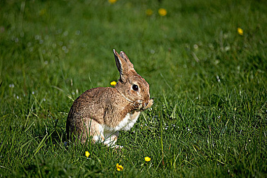 欧洲兔,野生,兔子,兔豚鼠属,成年,诺曼底