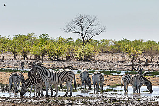 斑马,水潭,埃托沙国家公园,纳米比亚,非洲