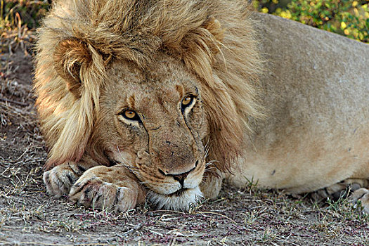 雄性,狮子,马赛马拉国家保护区,肯尼亚,非洲