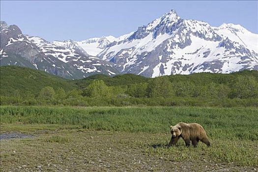 大灰熊,棕熊,风景,卡特麦国家公园,阿拉斯加