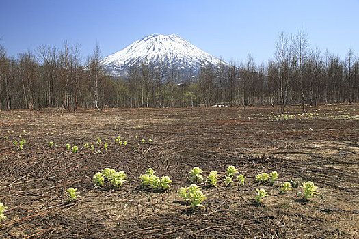 山,蜂斗叶属植物,芽