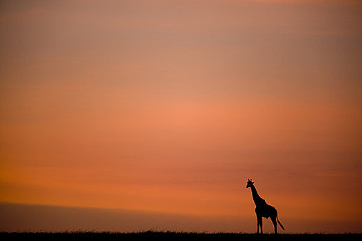 长颈鹿,日出,马赛马拉,肯尼亚