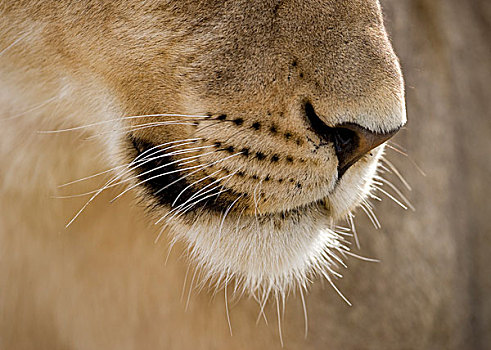 南非,卡拉哈迪大羚羊国家公园,特写,口鼻部,狮子,卡拉哈里沙漠,早晨