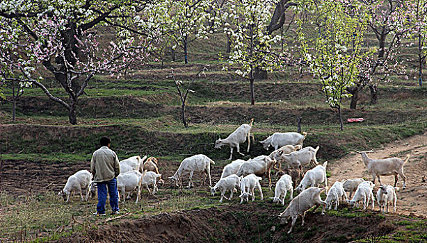 羊群,放牧,牲畜,山羊,动物,田野,0001
