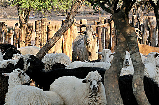 围挡,绵羊,山羊,地方特色,奶奶,查科,阿根廷,南美