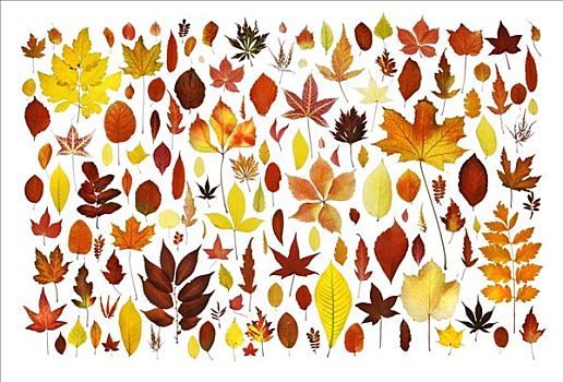 收集,多样,秋天,色彩,叶子