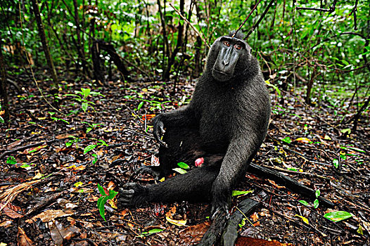 黑色,短尾猿,弥猴属,坐,林中地面,北方,苏拉威西岛,印度尼西亚